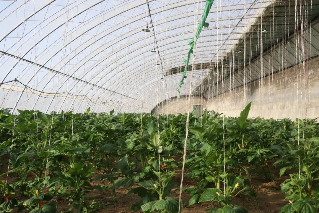 奇异果体育揭秘！乌海市海勃湾如何让有机蔬菜冬日上新