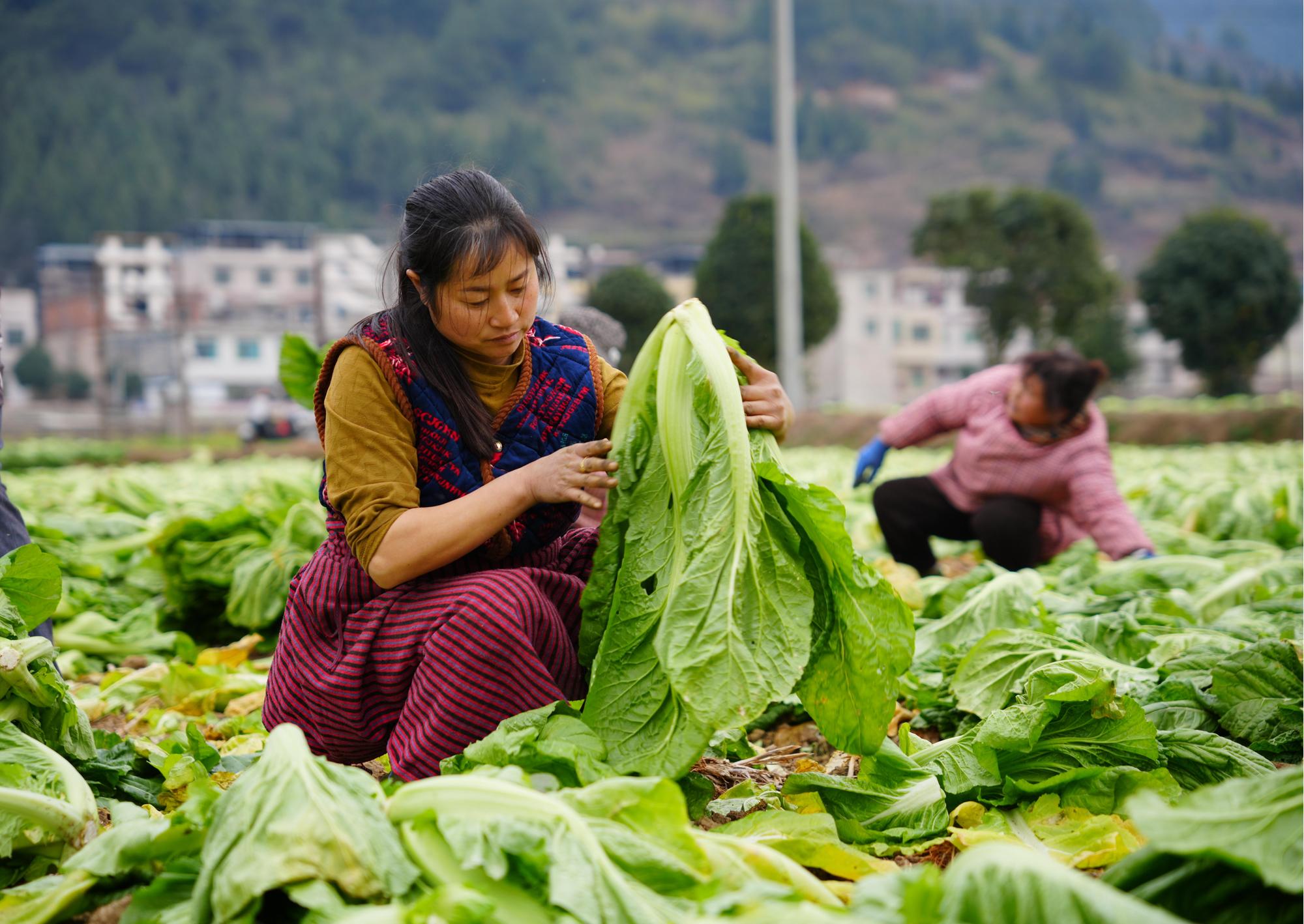 贵州岑巩：芥菜喜丰收 “蔬”写致富好“钱”景