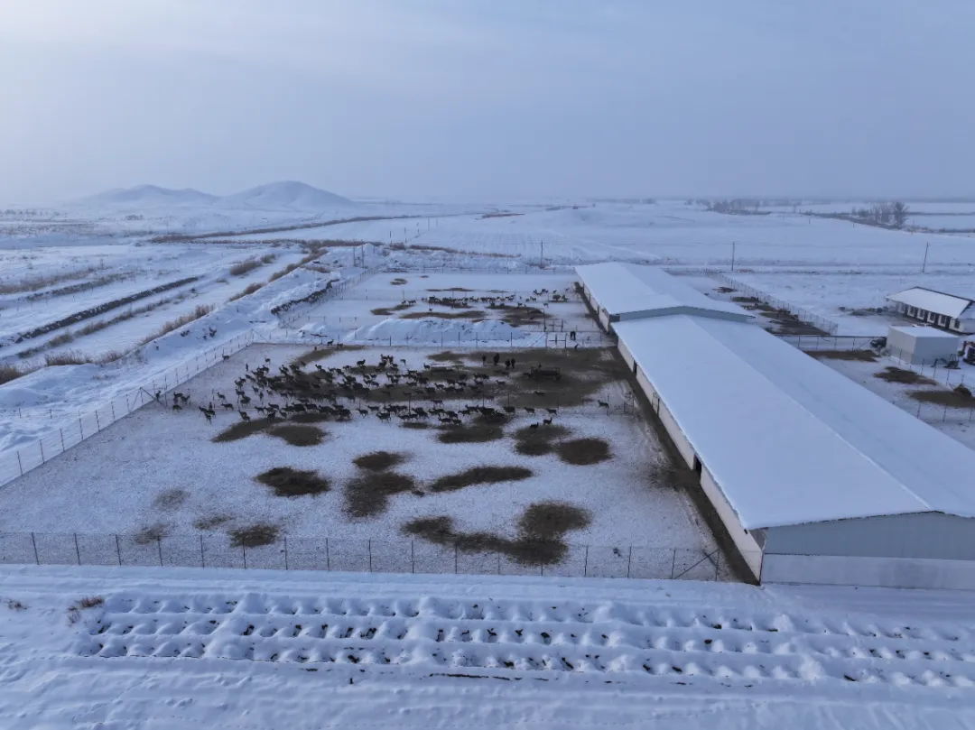 700头！博乐这座养殖基地全面投用！