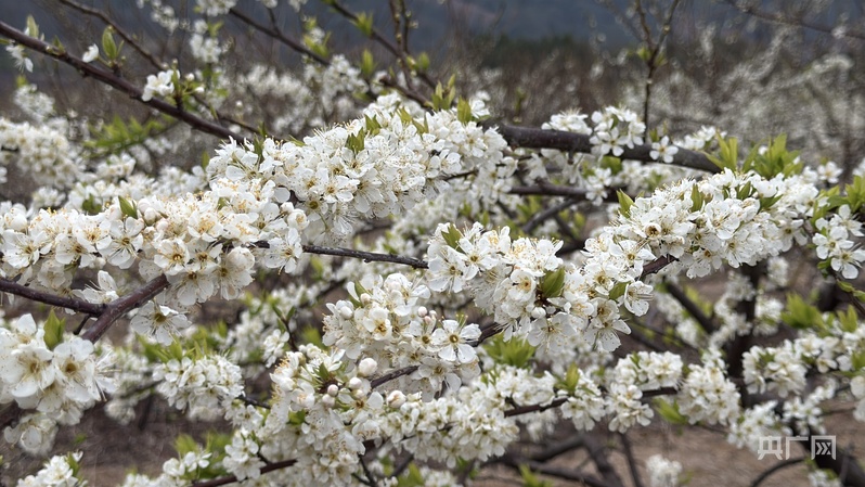 江永李花盛放 馥郁芬芳