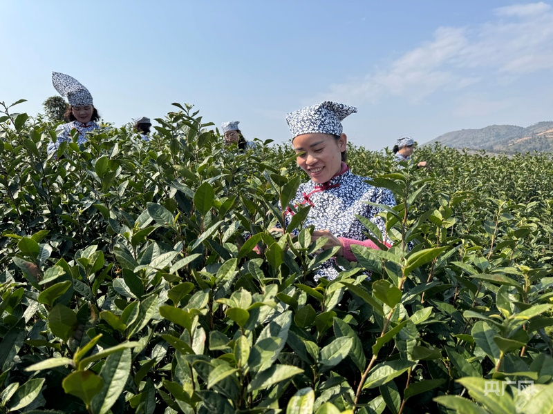 2025浙江春茶正式开采