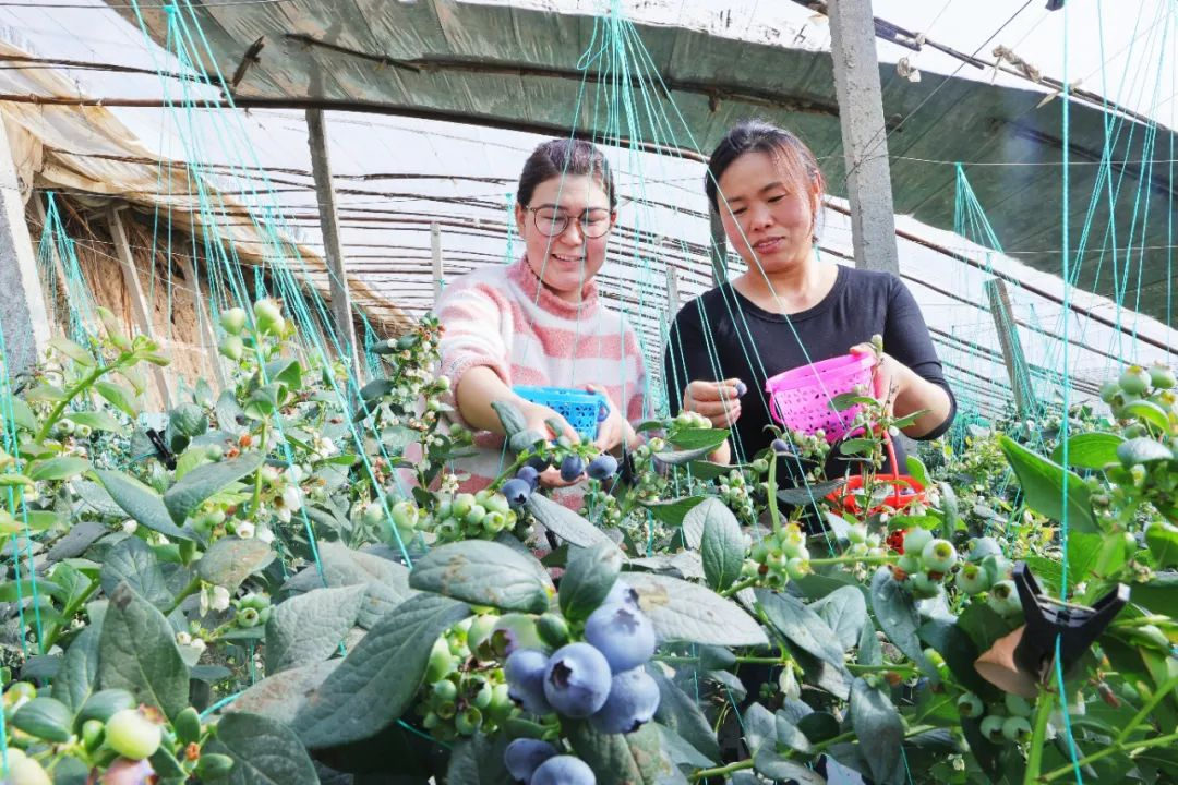 库车市：首茬蓝莓挂枝头 试种成功迎丰收