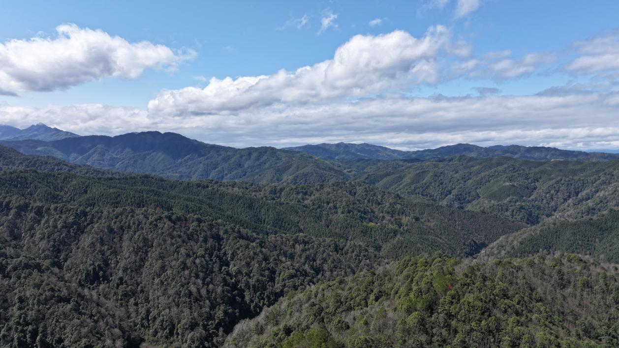 开运开云体育app|半岛游戏|林下种植草珊瑚 走出绿色“新钱景”
