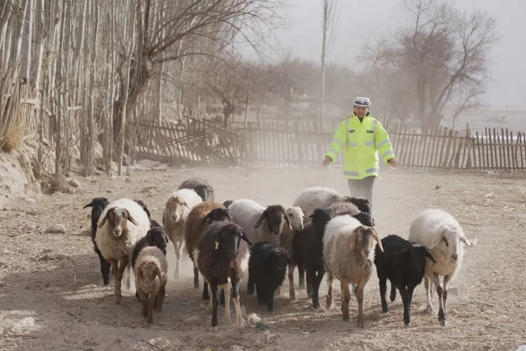 叶城：阳春牧民转场路  民警贴心伴征途