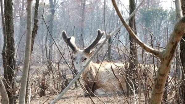 盐城大丰:麋鹿进入长茸期 生茸长角萌态尽显