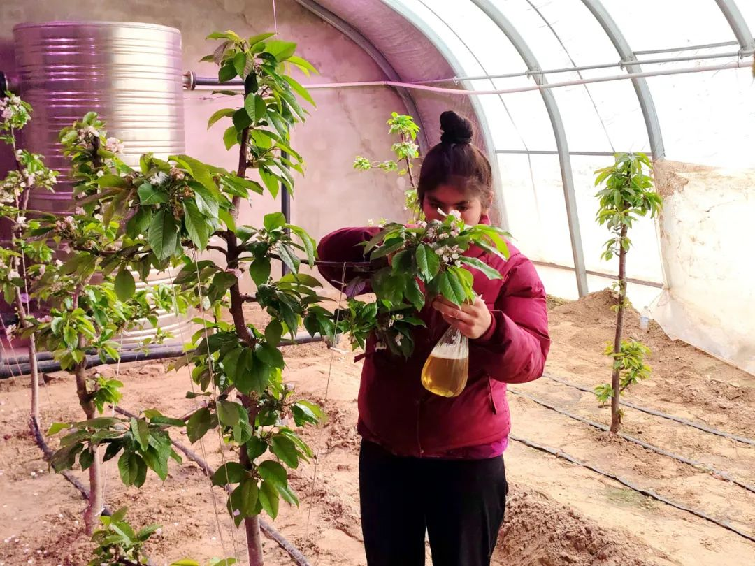 人勤春来早  大棚樱桃花开授粉忙