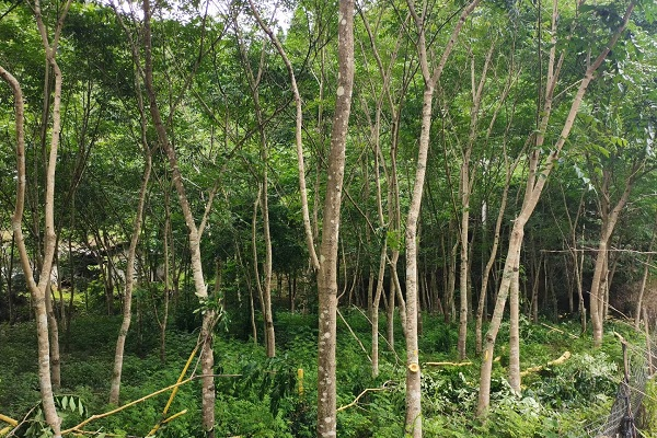 背靠青山“药”飘香