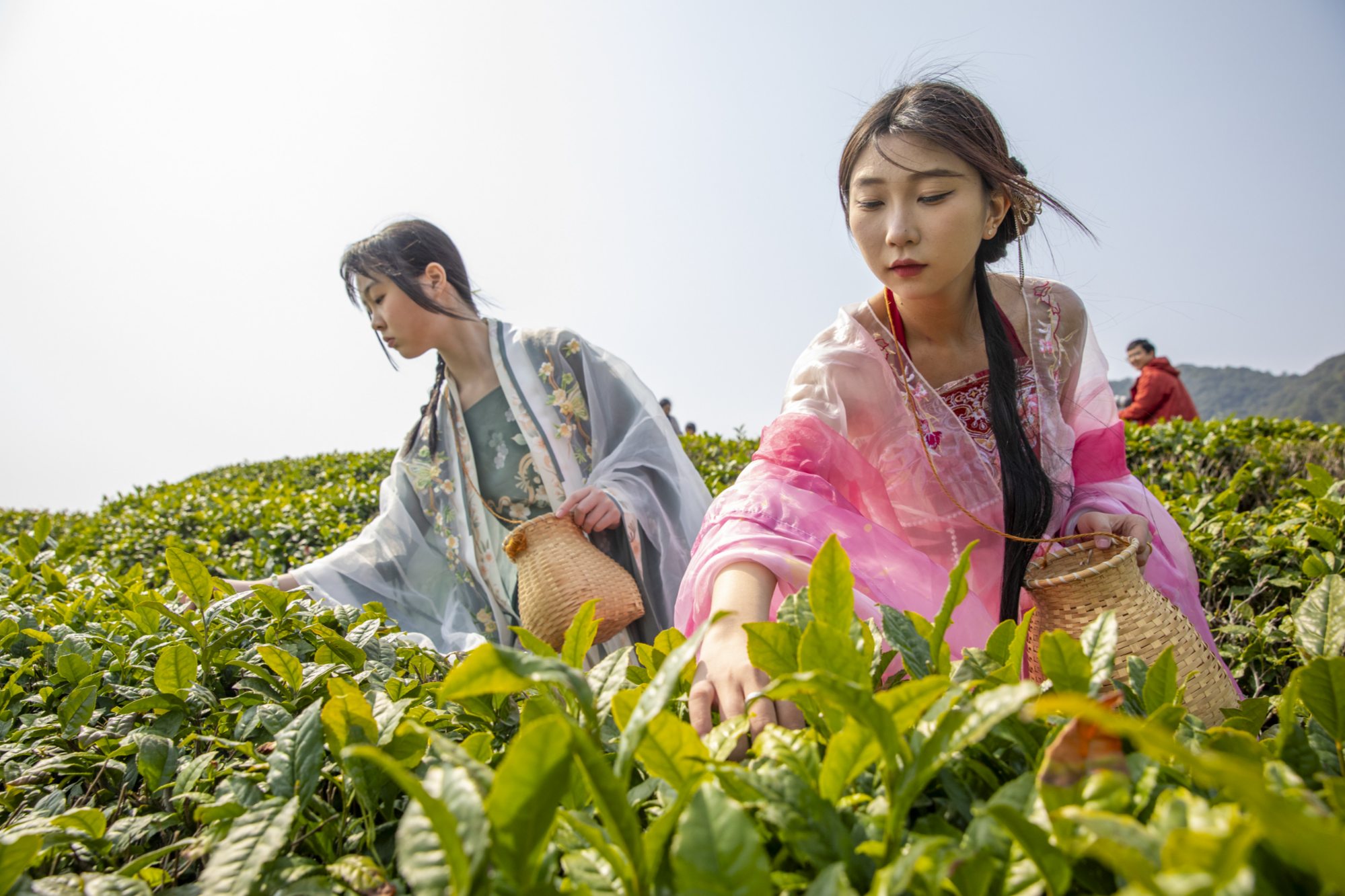 宁波海曙第七届开茶节启幕