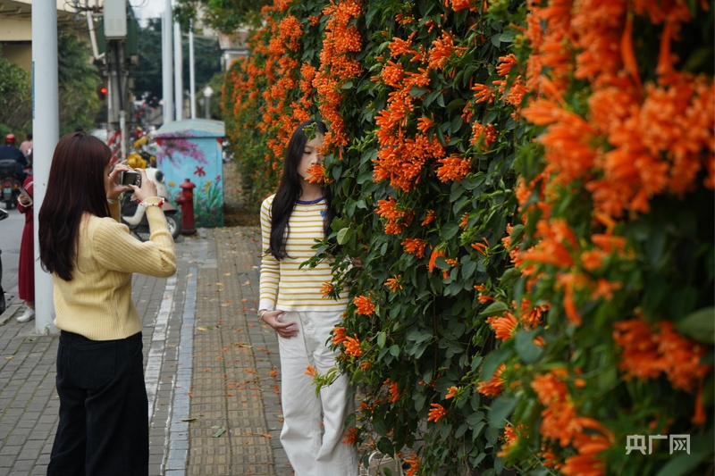 南宁以花为媒打造“赏花经济”