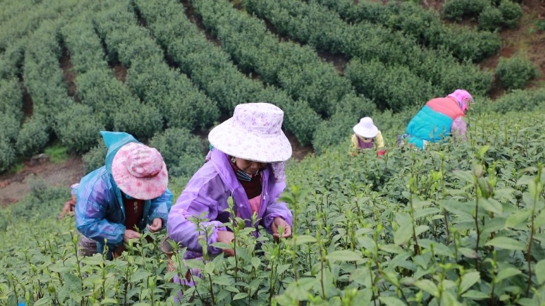 贵州雷山：16万亩春茶开采 绿芽绘就幸福乡村