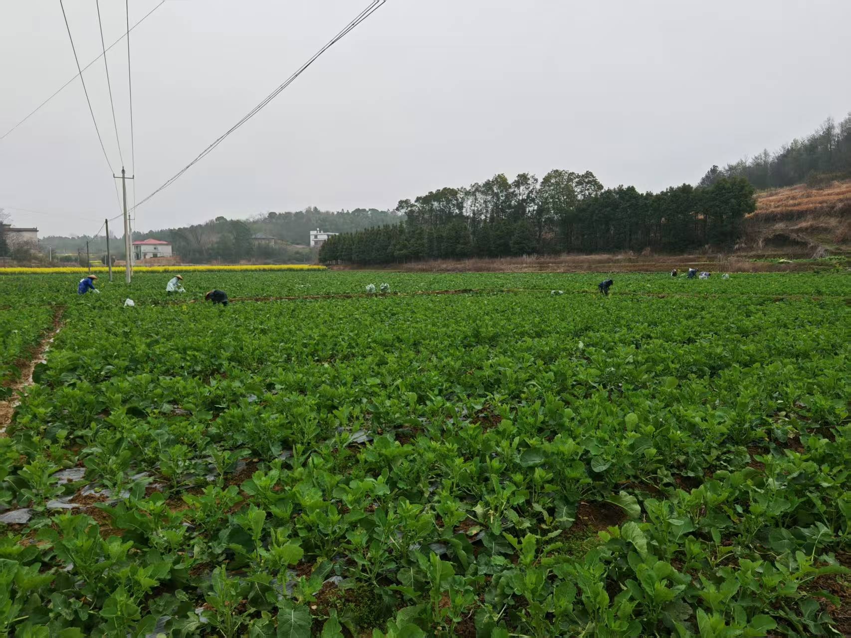 双峰县富硒油菜薹华丽转身成为食客“新宠”