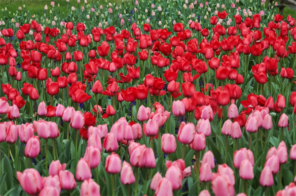 南京建邺：绿博园郁金香花会如约而至
