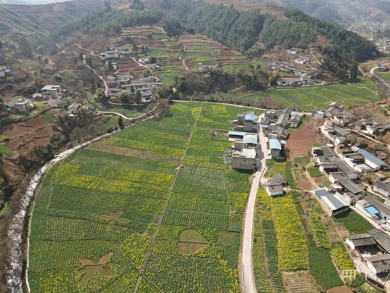 大凉山的奋进路|多业共舞 绘就振兴新画卷