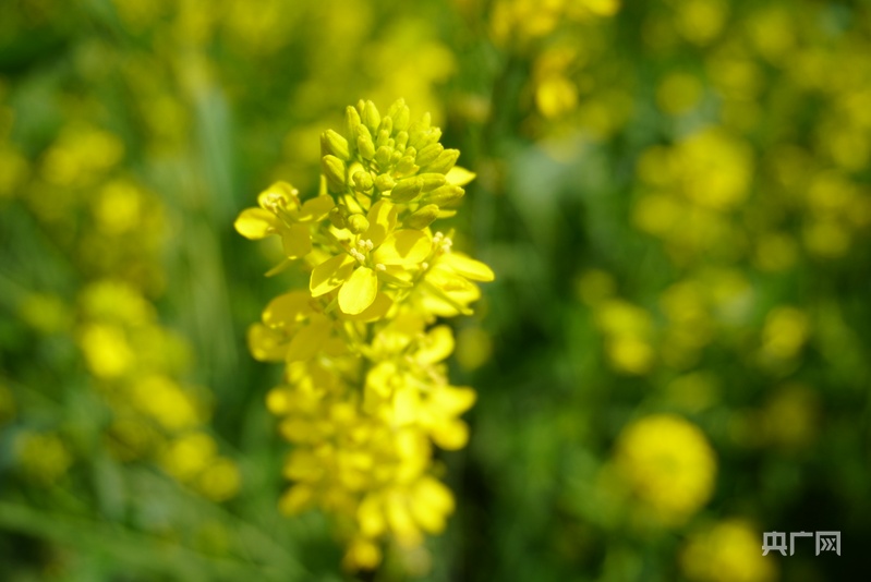 贵州六枝：万亩油菜花 开出富民新路子