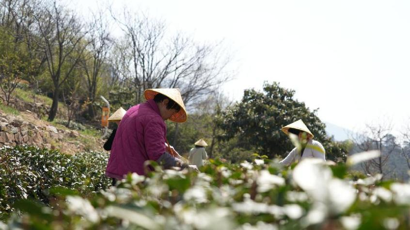 明前茶开采 小叶子大产业