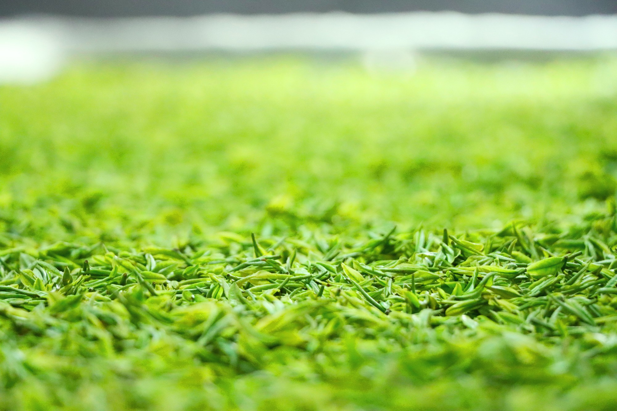 贵州独山：明前茶叶采制忙黄金叶兴起“黄金业”_央广网