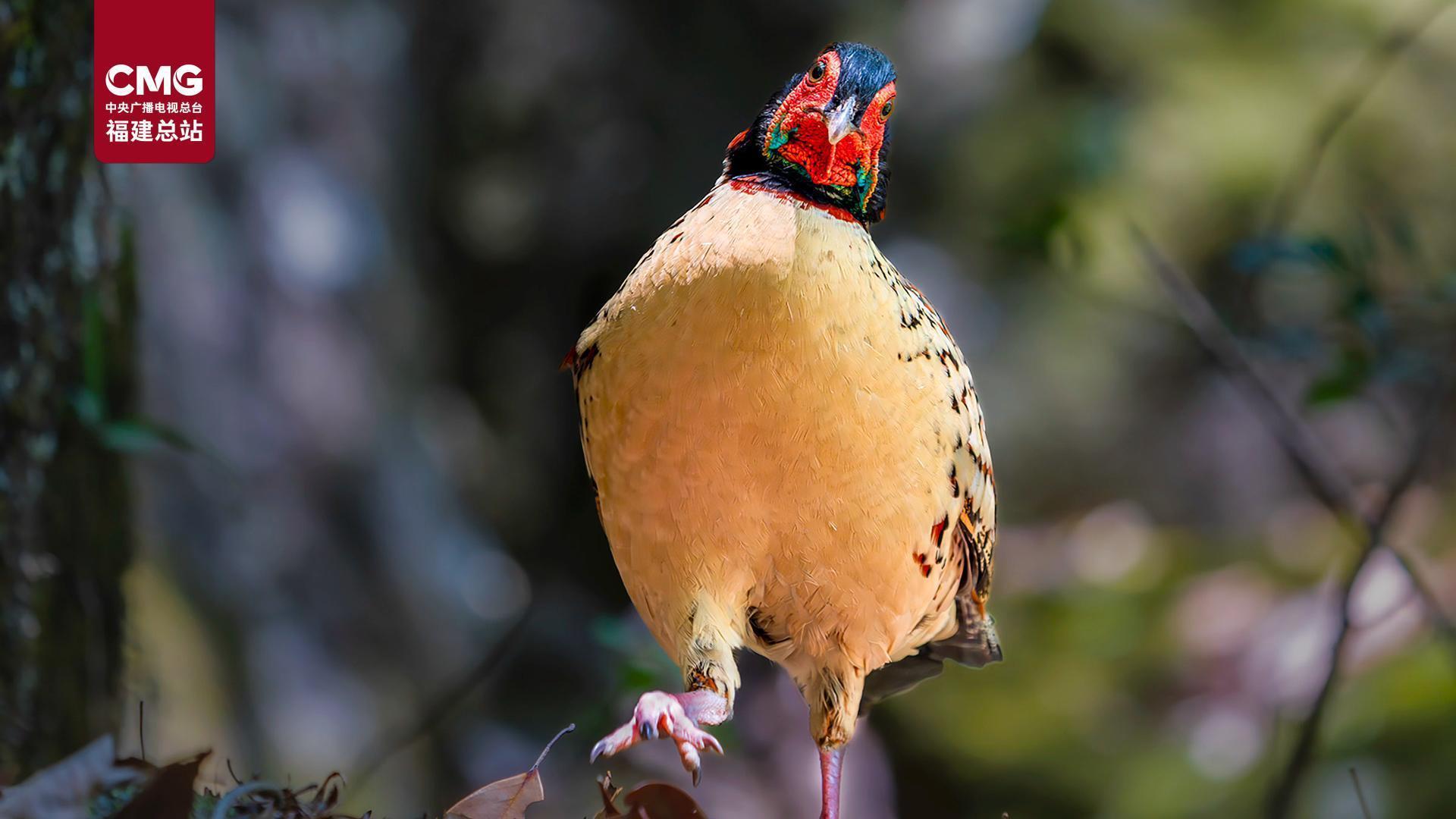 雄雉のはくせい キジの剥製 キジの剥製 | 昭和堂Q
