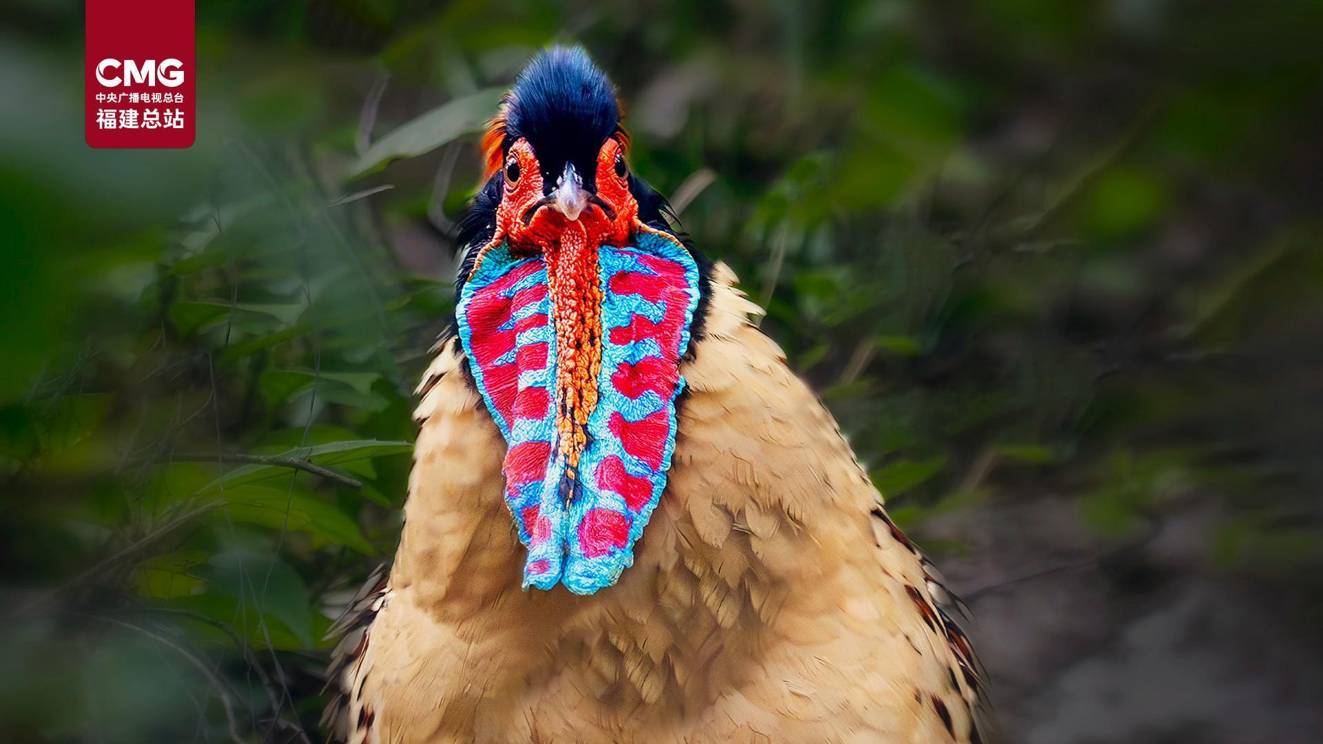 雄雉のはくせい キジの剥製 キジの剥製 | 昭和堂Q