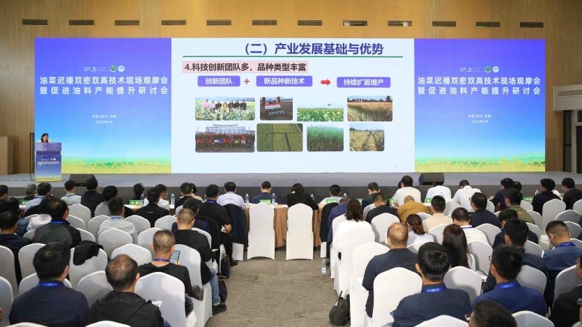 助力油菜扩面增产 这一新技术在邛崃创理论亩产佳绩