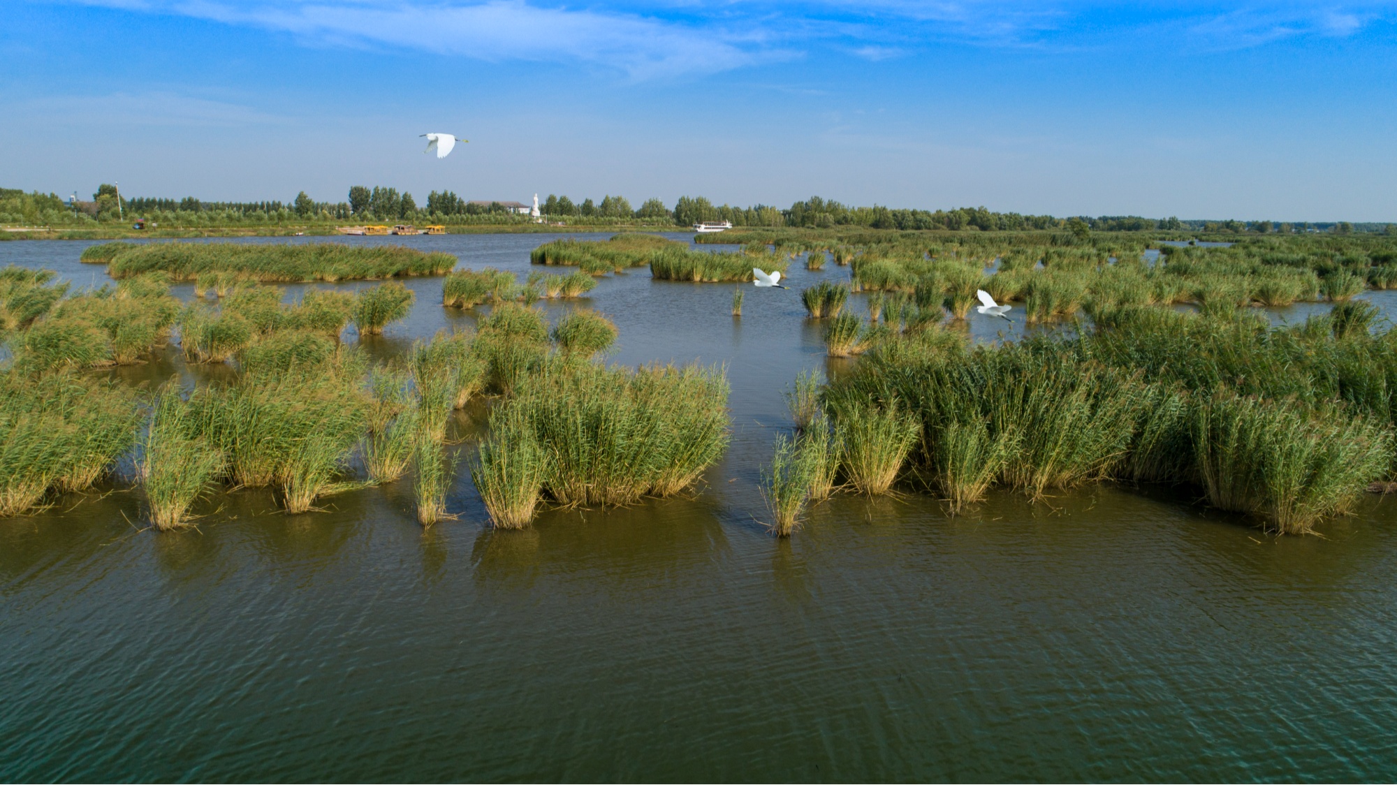 酷游KU游官网肇东八里湖湿地：鸟唱鱼欢 |向日葵app下载汅api免费丝瓜ios