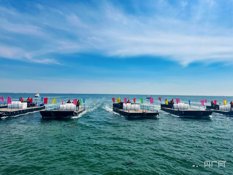 “蓝色粮仓”迎丰收！2025首届大连海参（春季）采捕节开幕