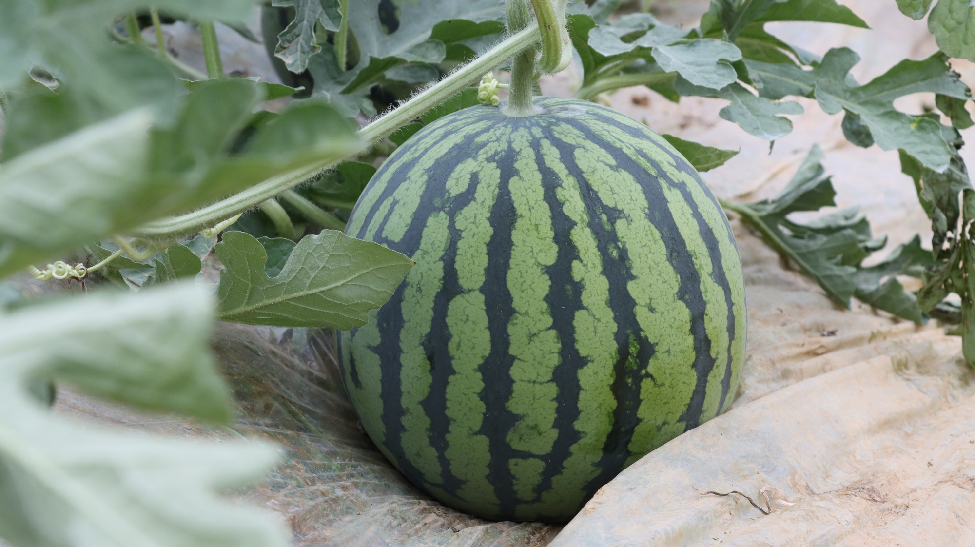 贵州独山:西瓜甜蜜上市 开启夏日清凉