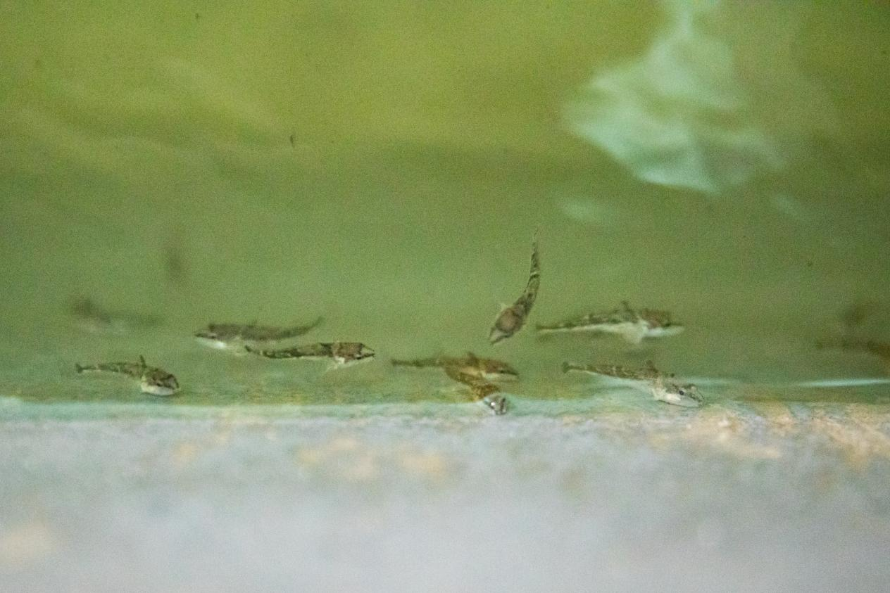 千赢·体育(国际)官方网站|8x网站现在所有浏览器都打不开|苏州相城经开区：松江