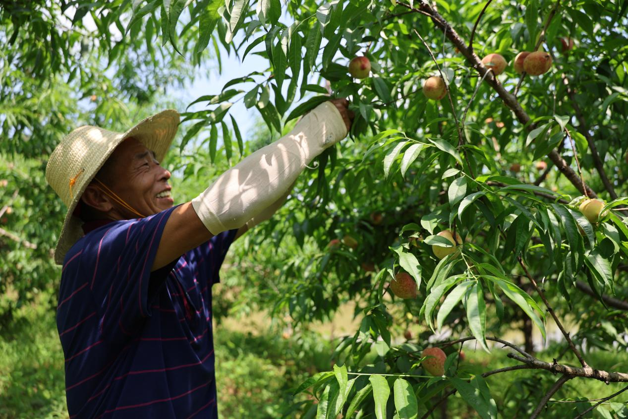 湖南衡山县：红脆桃上市 电商助力拓销路