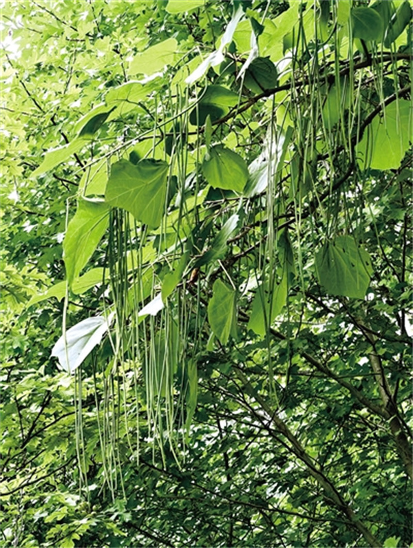 树上结满“豆橛子” 来郑州植物园看梓树果实_央广网