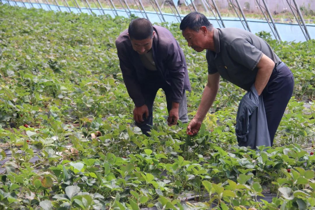 奈曼旗刘家堡村乡村振兴的蝶变传奇