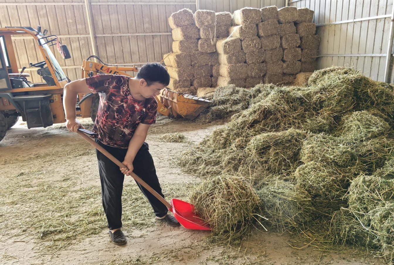内蒙古通辽市:从“绿毯”到“金毯”苜蓿产业织就生态经济双面锦(图2)