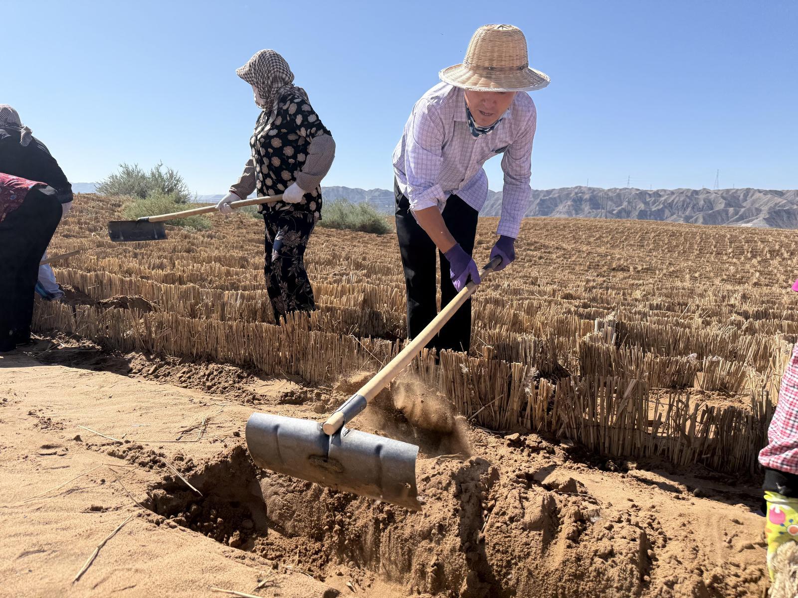 "苍龙"缚黄沙!宁夏境内腾格里沙漠锁边全面完成