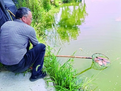 龙池鲫鱼:“游”出龙池湖“跃”入大市场