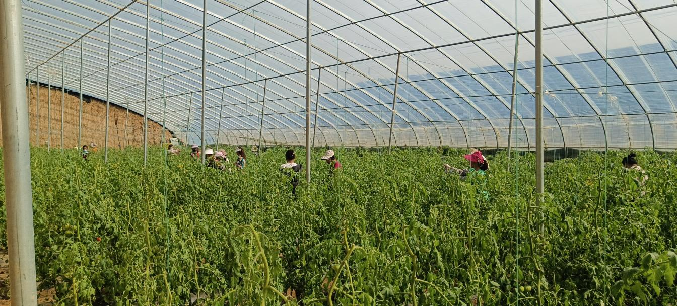 甘肃漳县：设施农业园里长出增收新希望