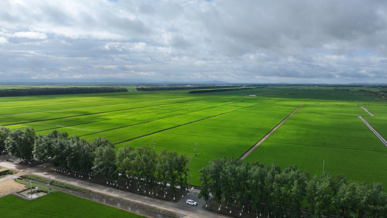 聚焦北大荒八五九分公司生产过程减损增收夯实粮食安全根基(图1)