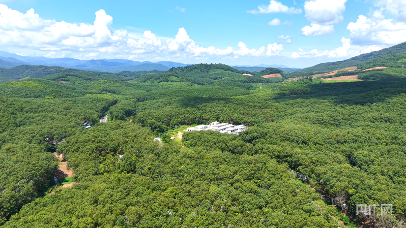 远山的回响丨远山新绿白沙雨林的“两山”答卷