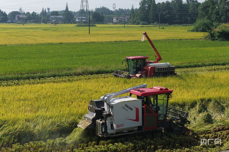 “智”绘新丰景｜稻谷飘香  科技助力“颗粒归仓”