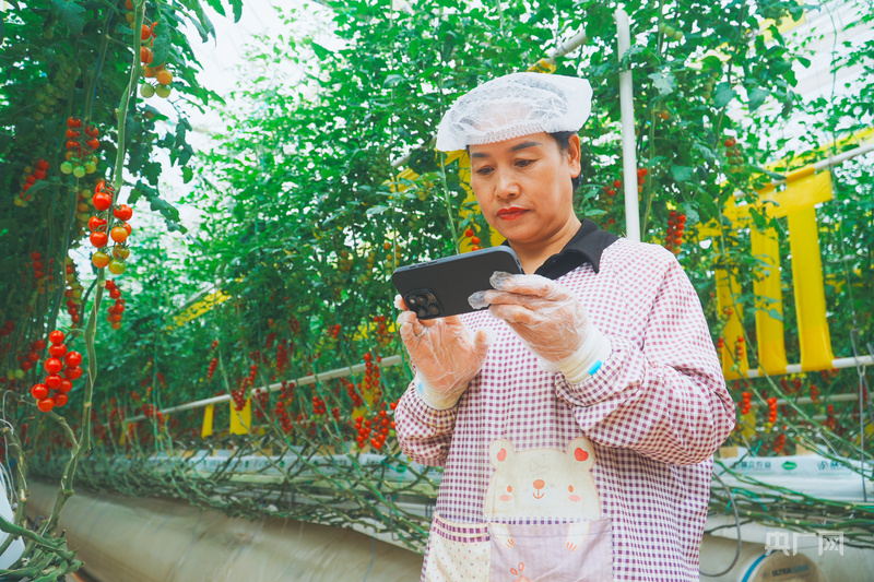 “智”绘新丰景丨数字新农人“慧”种田 崆峒蔬菜端上“金饭碗”