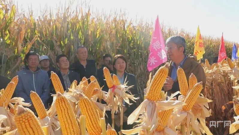 新质新造·兵团丨科技赋能玉米单产再攀新高