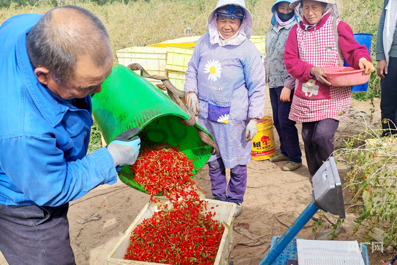 柴达木枸杞喜获丰收 甜蜜“小红果”带动致富“大产业”_央广网