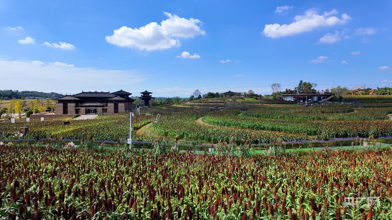 消费新观察|田园风“混搭”文化风“花式”解锁乡村周边游