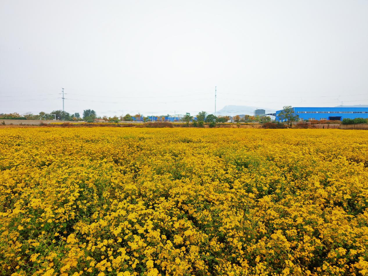 平顶山市郏县：野菊花“点亮”荒山