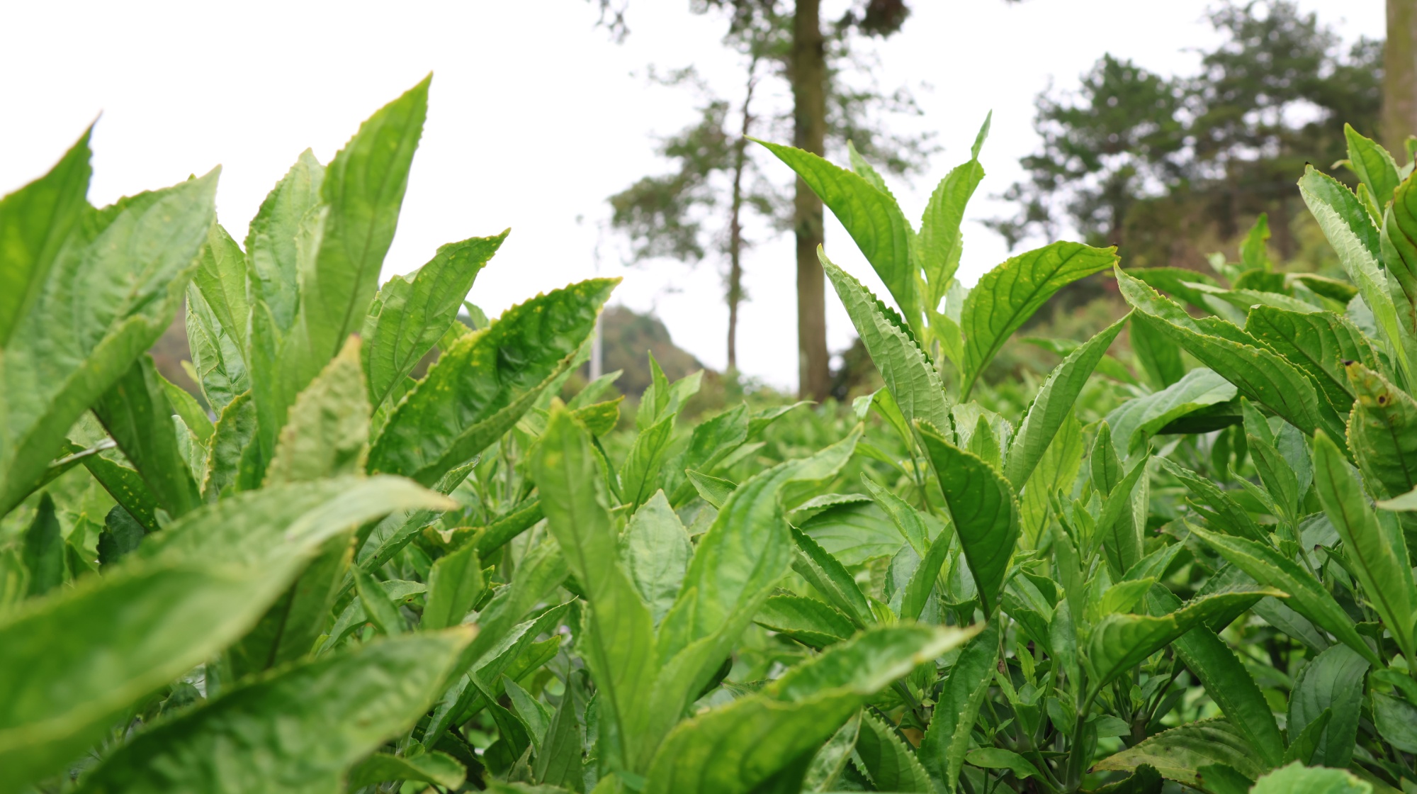 绿叶子是什么公司 64398f5ac06b7176282788162079680210.jpg?auth=339b225990705e89dd5f7f32a0527ef1