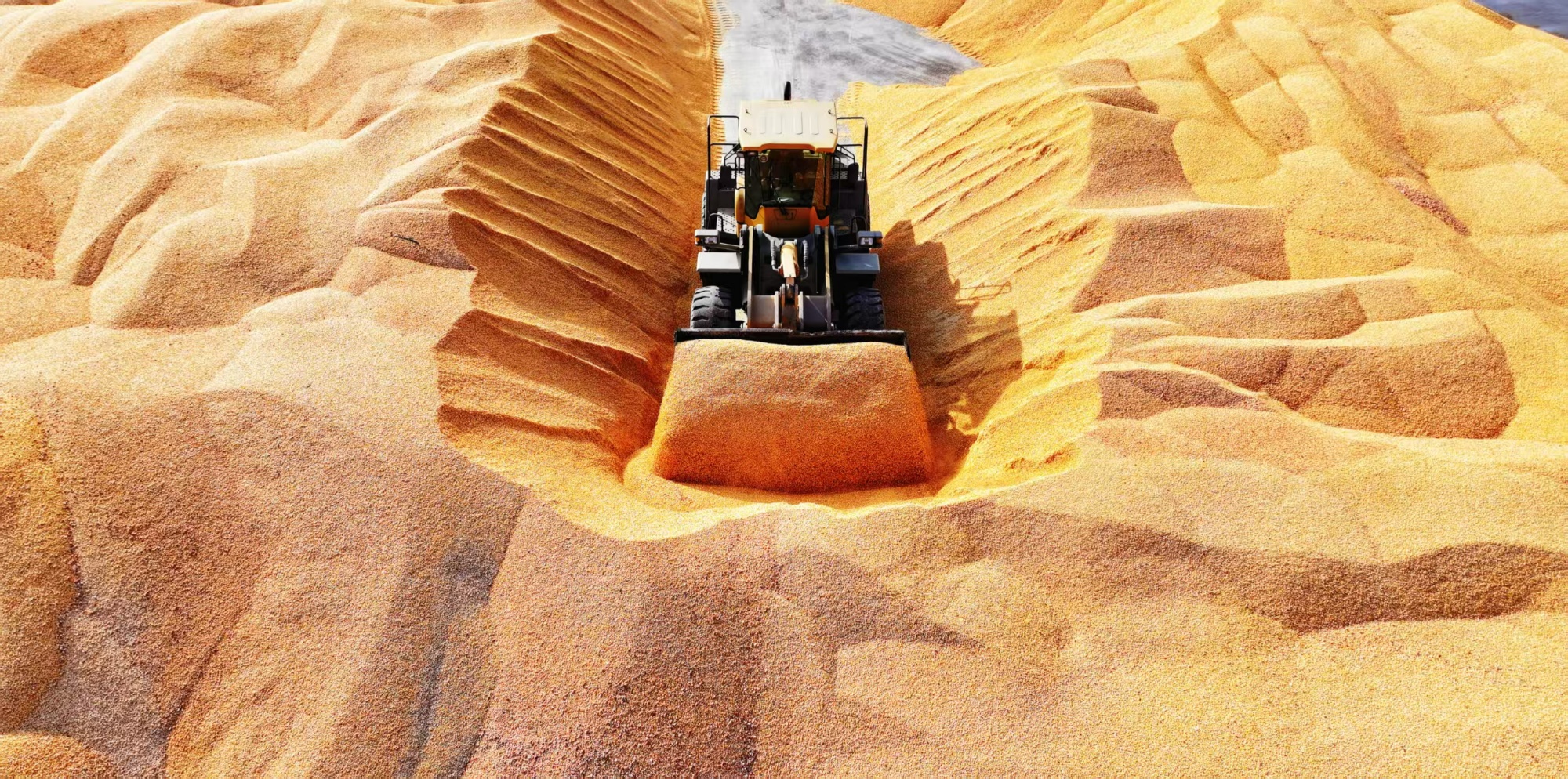 聚焦北大荒八五四分公司：订单农业让好粮卖