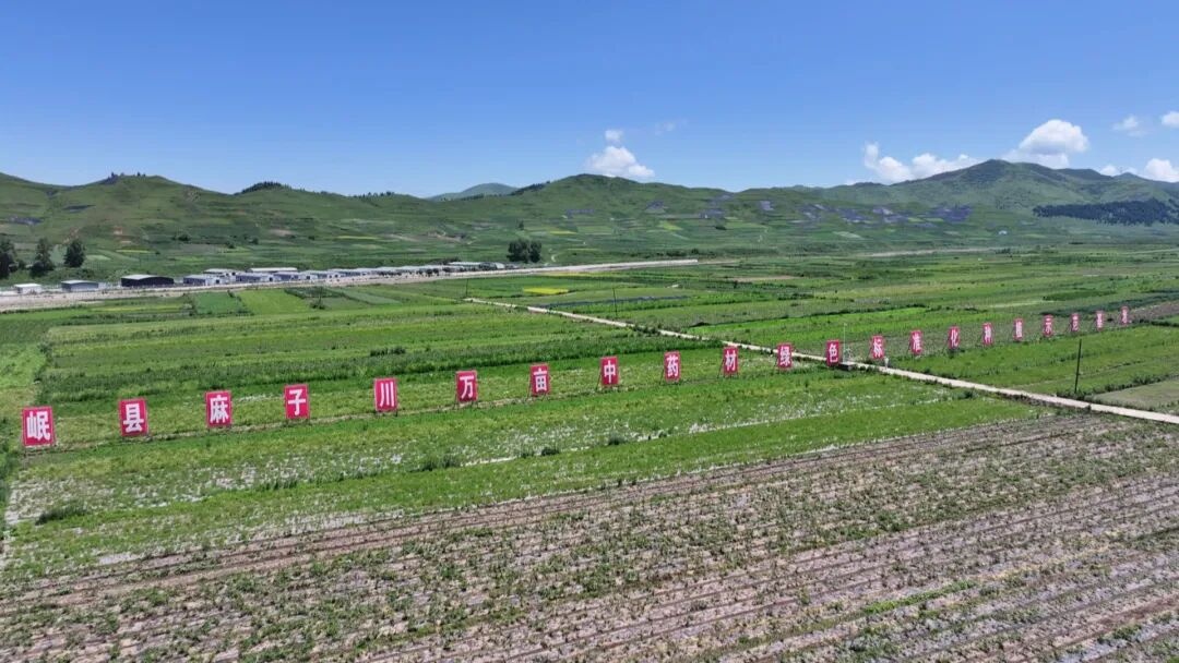 千年药乡焕新颜 岷县道地药材引领全产业链高质量发展_央广网