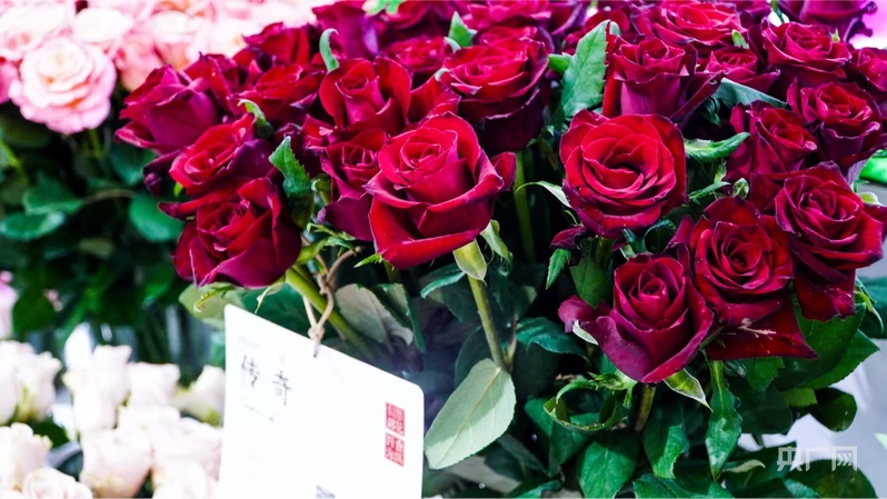 高质量发展看中国｜从野生资源到产业“芯片”