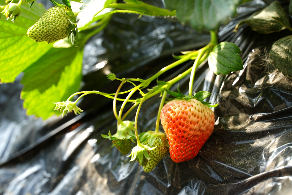 怎么样才能种出草莓 40b88cfe446d4176467106987092368510.png?auth=0241403ed57e7155b87cfcf9e51771d6