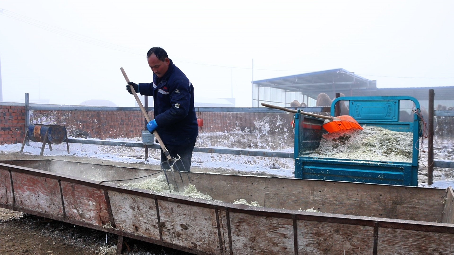“沙漠白金”驼产业 铺就乡村振兴致富路
