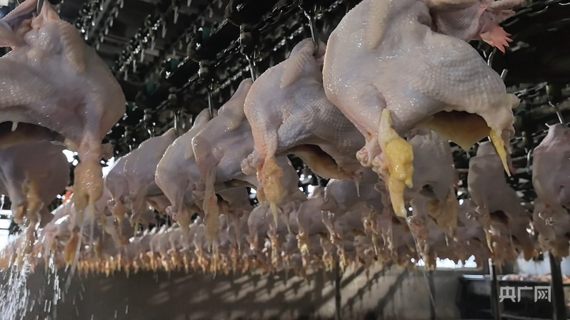 【你好,小镇】河南道口:古埠流芳