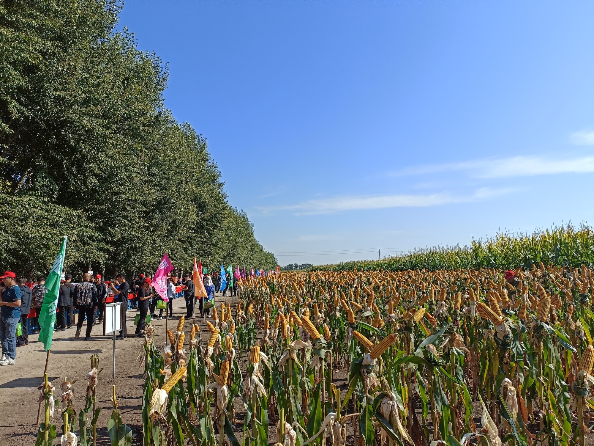 科左中旗：实收68.53亿斤粮食 粮仓沃野绘新图